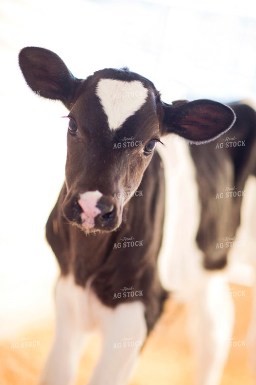 Holstein Calf 55289
