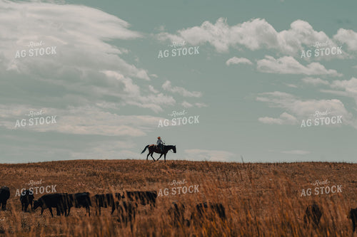 Moving Cattle on Horseback 58181