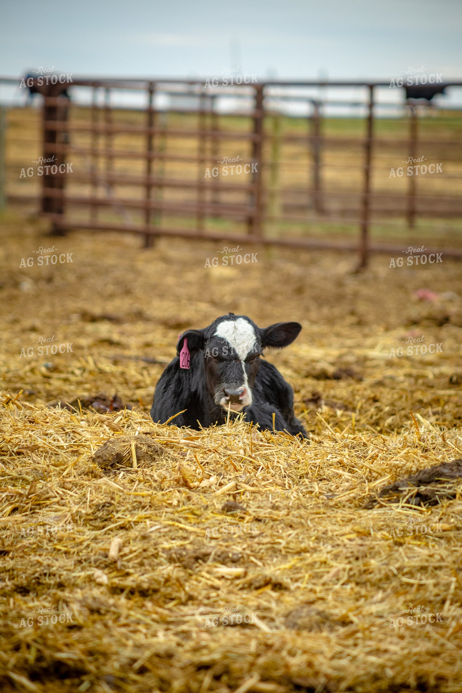 Calf Laying Down 155661
