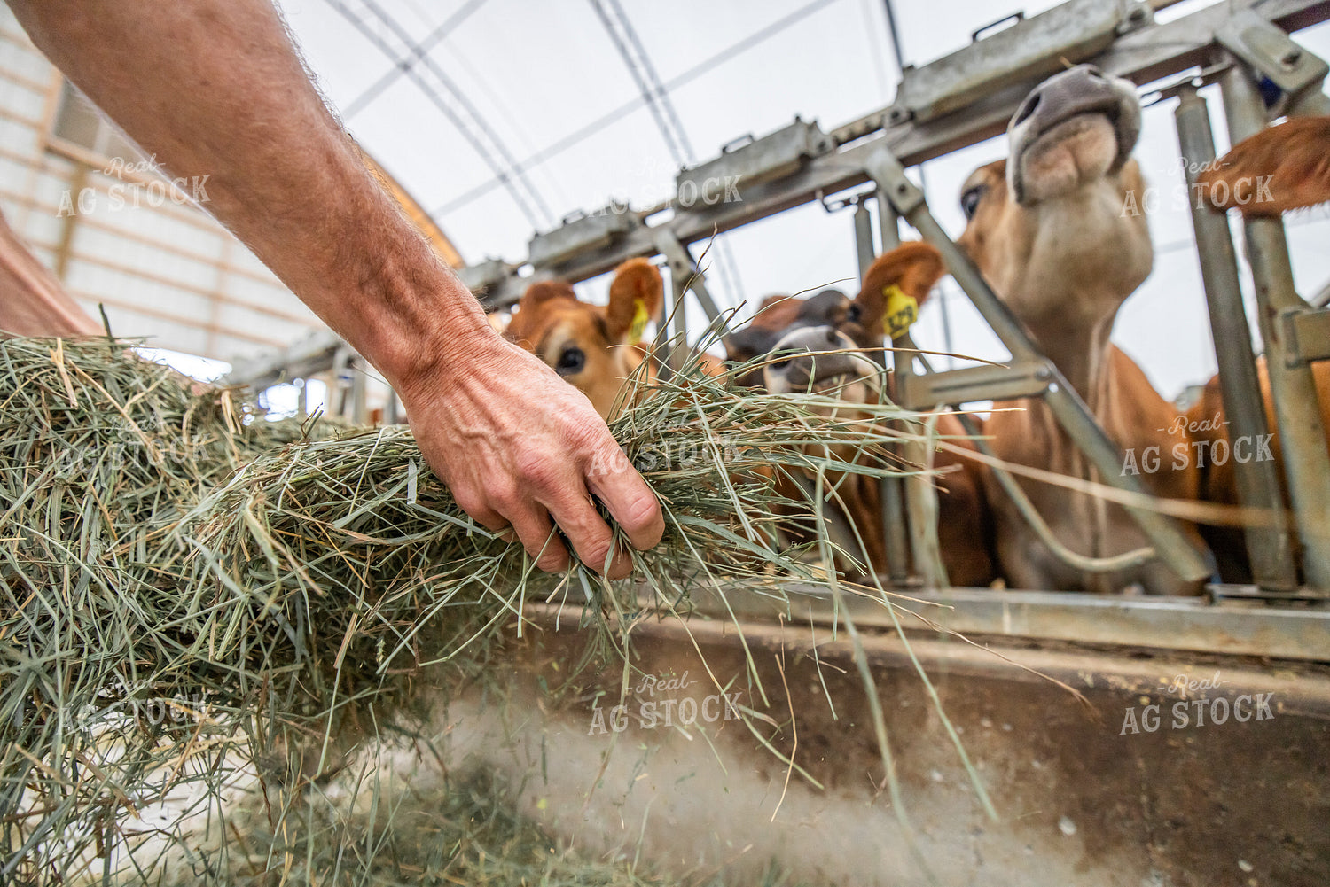 Farmer Feeding Forage 270454