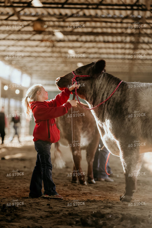 Young Girl with Show Calf 52465