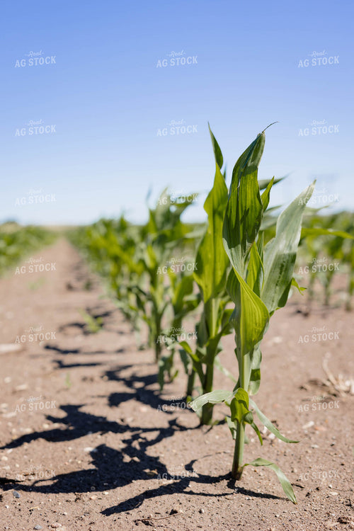Early Corn Field 152471