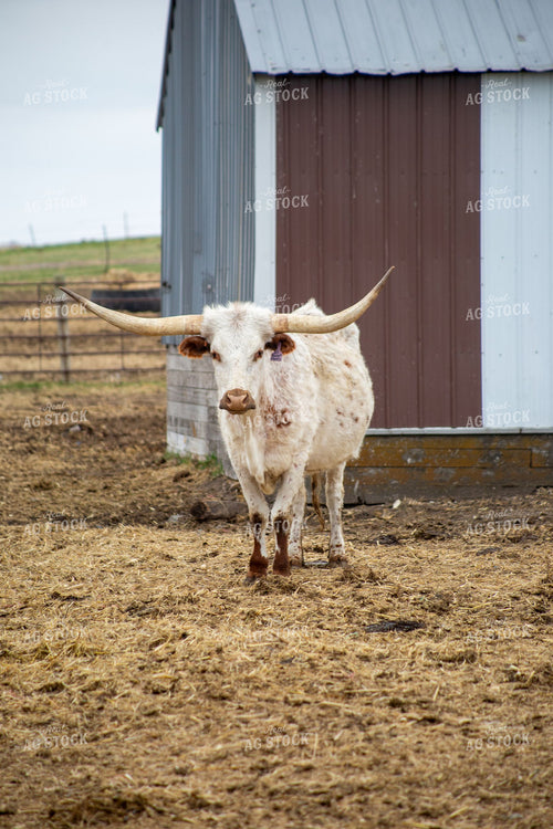Texas Longhorn Cow Standing in Pen 406098