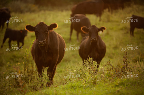 Cattle 2427