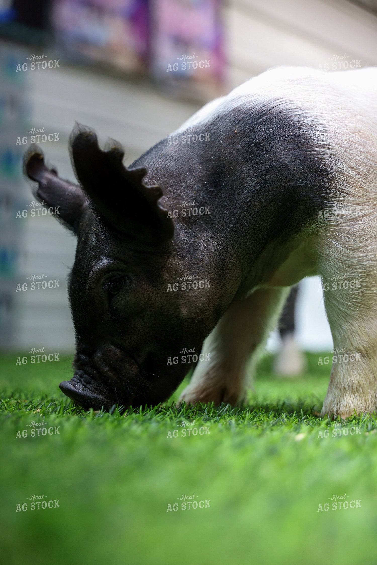 Show Pig 160383