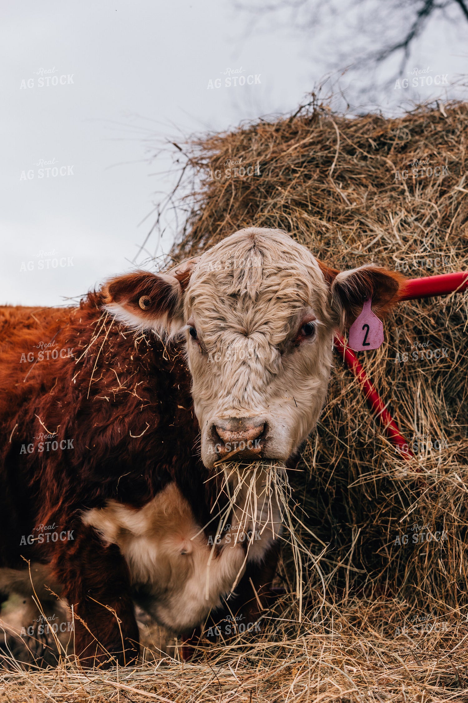 Hereford Cow Laying Down 52606