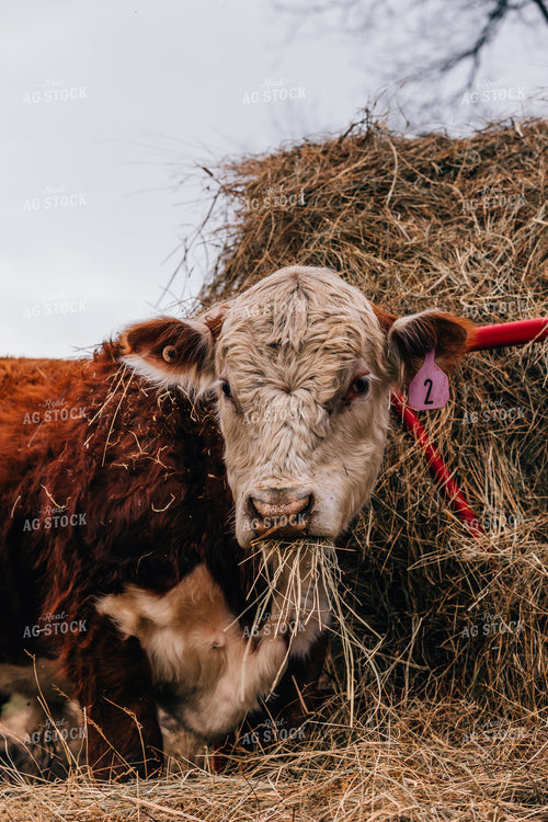 Hereford Cow Laying Down 52606