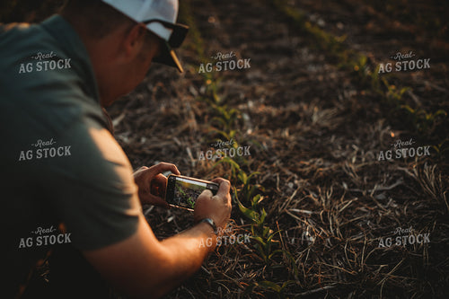 Farmer Agronomist Taking a Picture in Corn and Triticale Cover Crop Field 5915