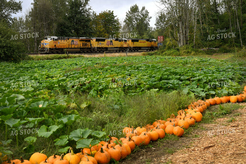 Pumpkin Field 129003