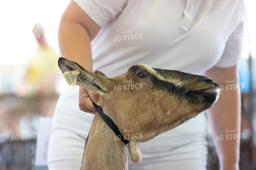 Showing Goats 52781