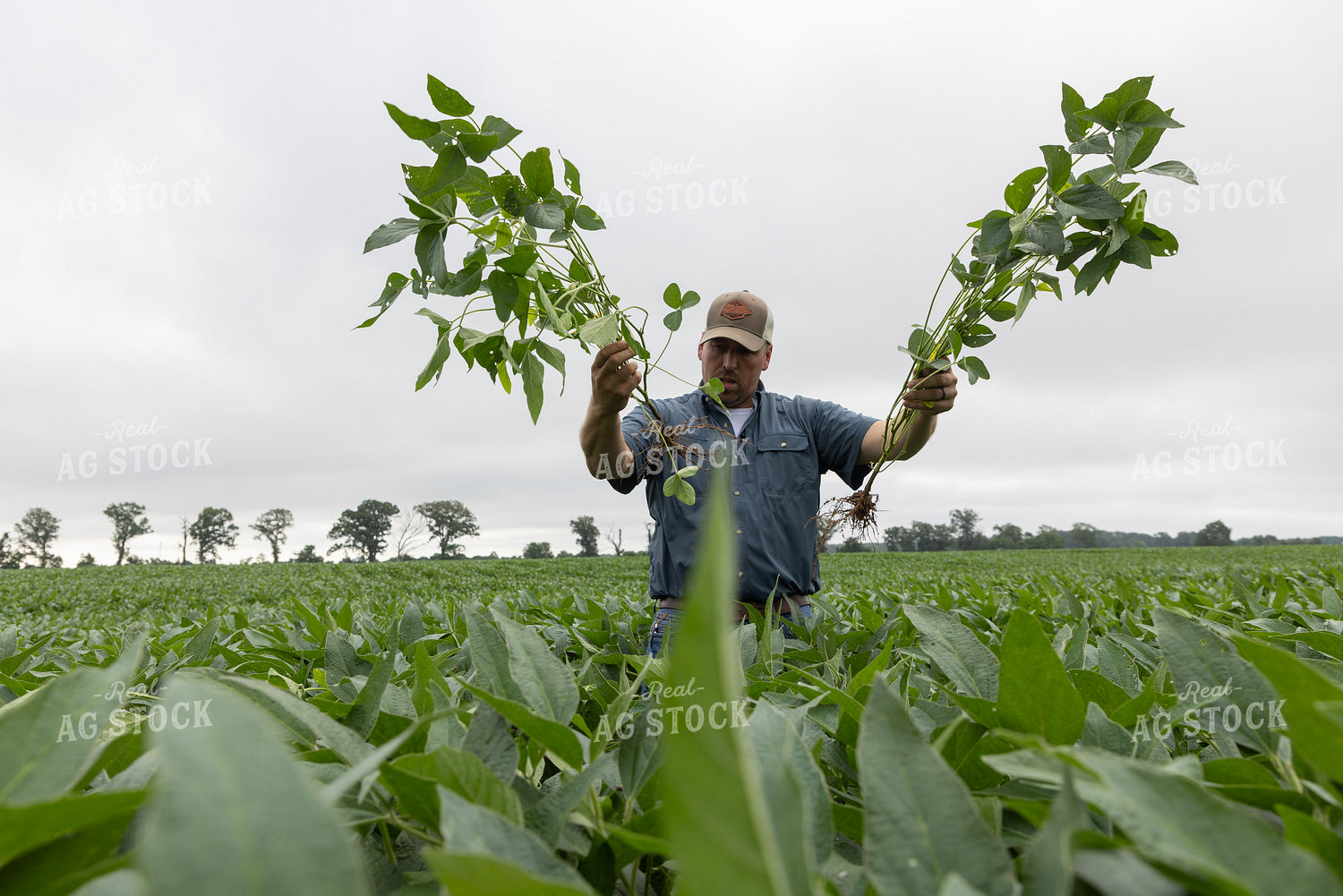 Farmer Scouting Soybean Field 79846