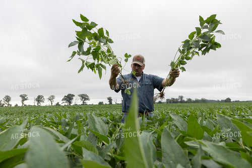 Farmer Scouting Soybean Field 79846