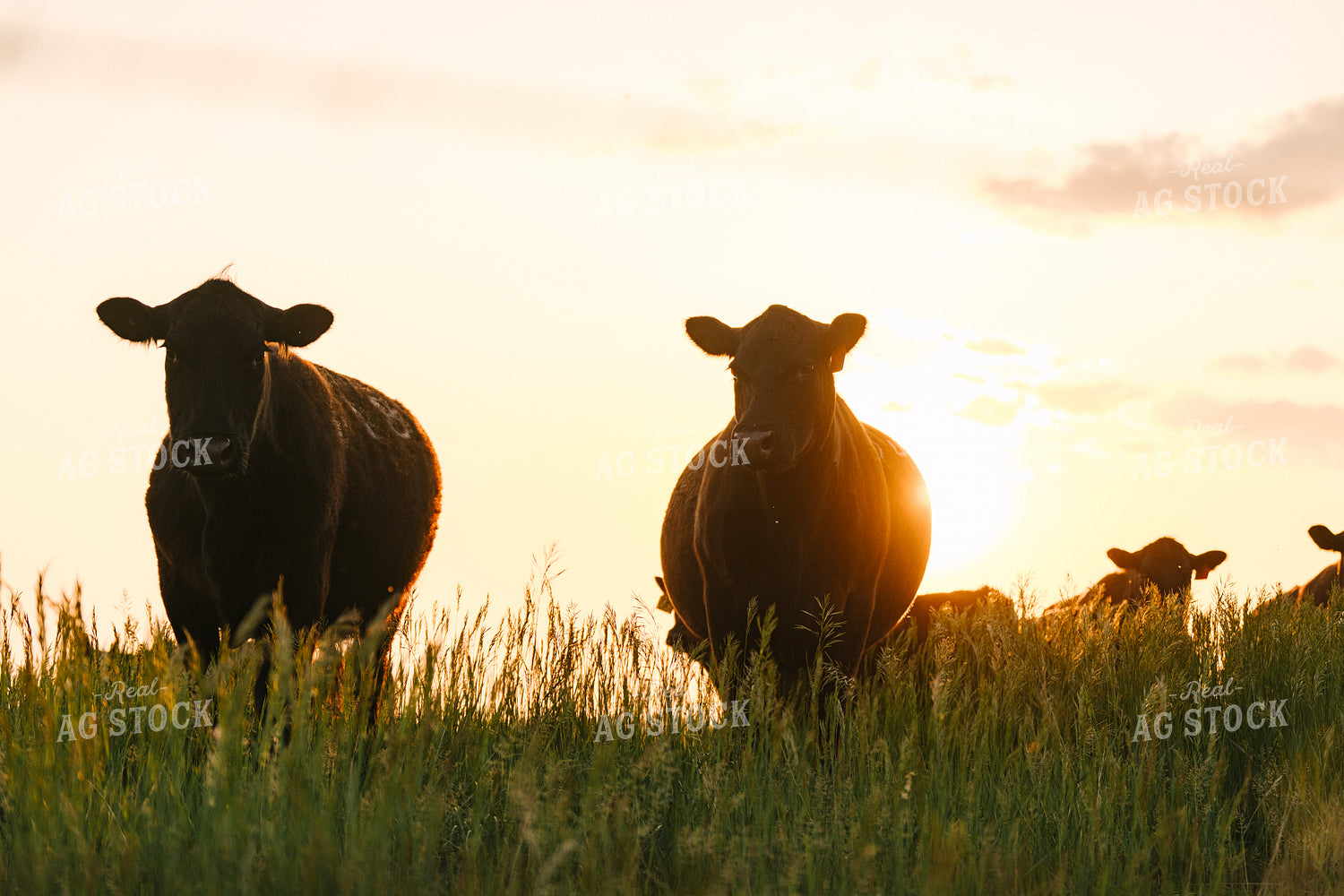 Black Angus Cattle on Pasture 68277