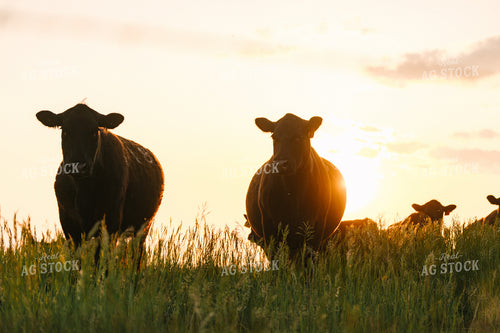 Black Angus Cattle on Pasture 68277