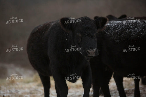 Cattle 1635