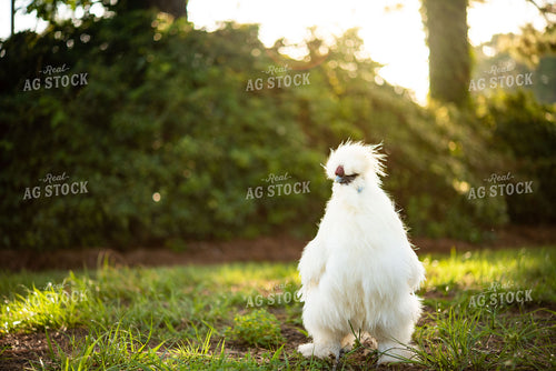 Silkie Chicken 136100