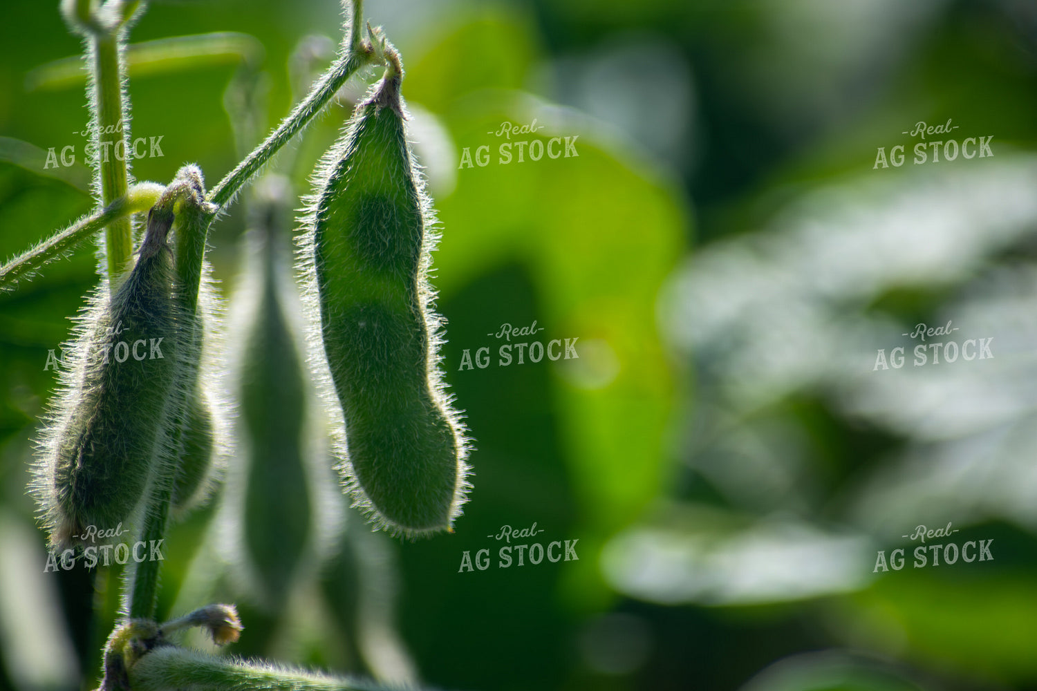 Midseason Soybeans 156145