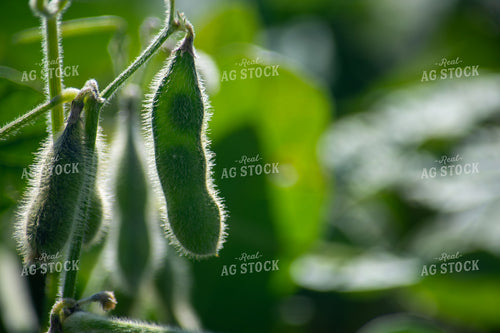 Midseason Soybeans 156145
