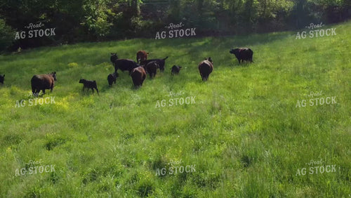 Cattle Grazing in Pasture 52625
