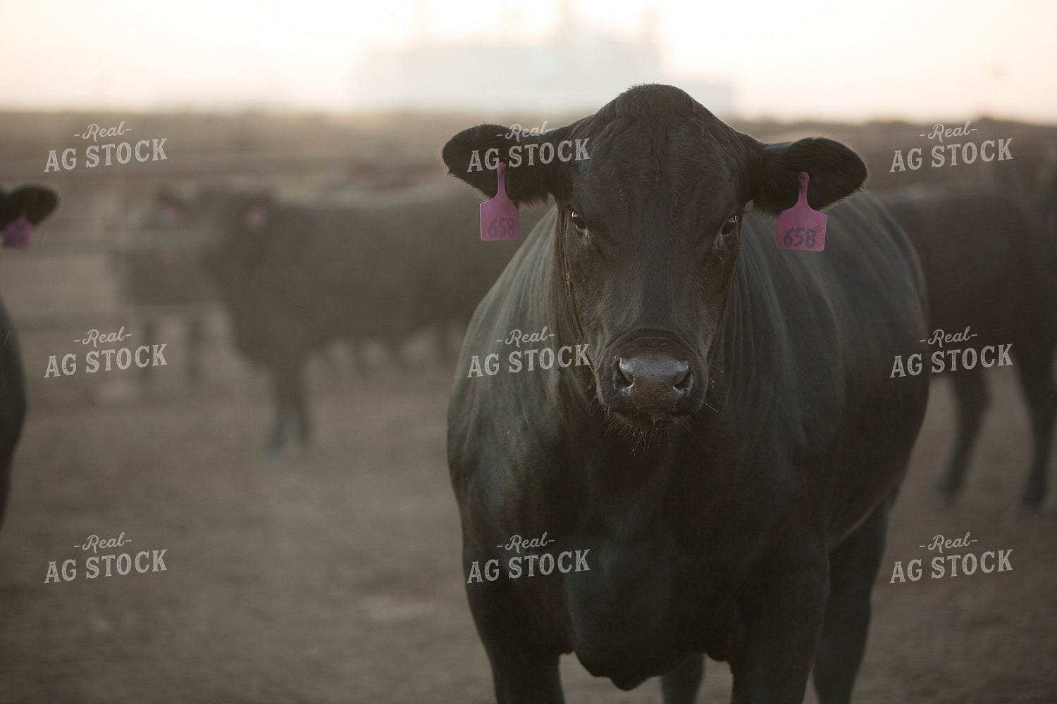 Feedyard Cattle 3899