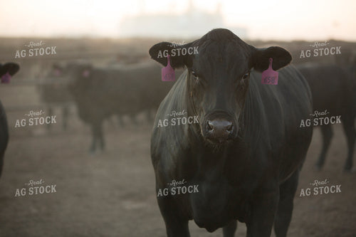 Feedyard Cattle 3899