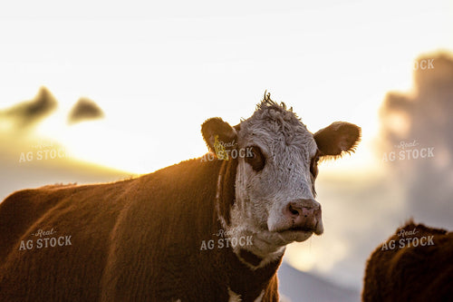 Hereford Cow Head 81080