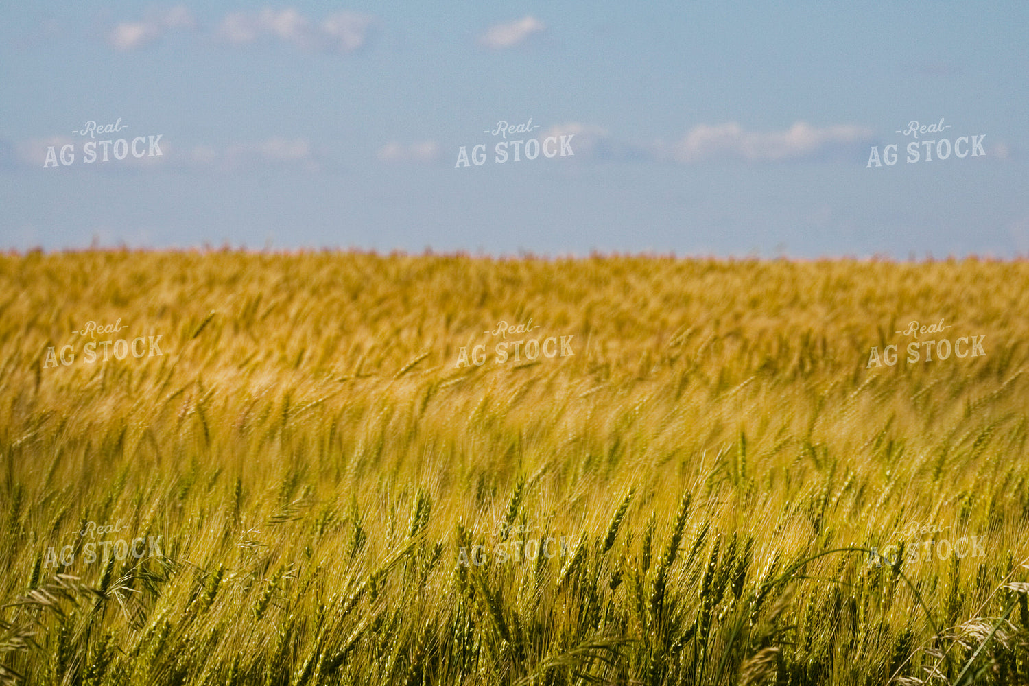 Midseason Wheat Field 145082