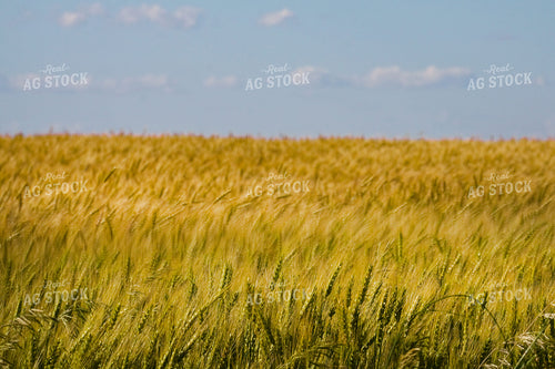 Midseason Wheat Field 145082