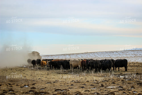 Cattle 155020
