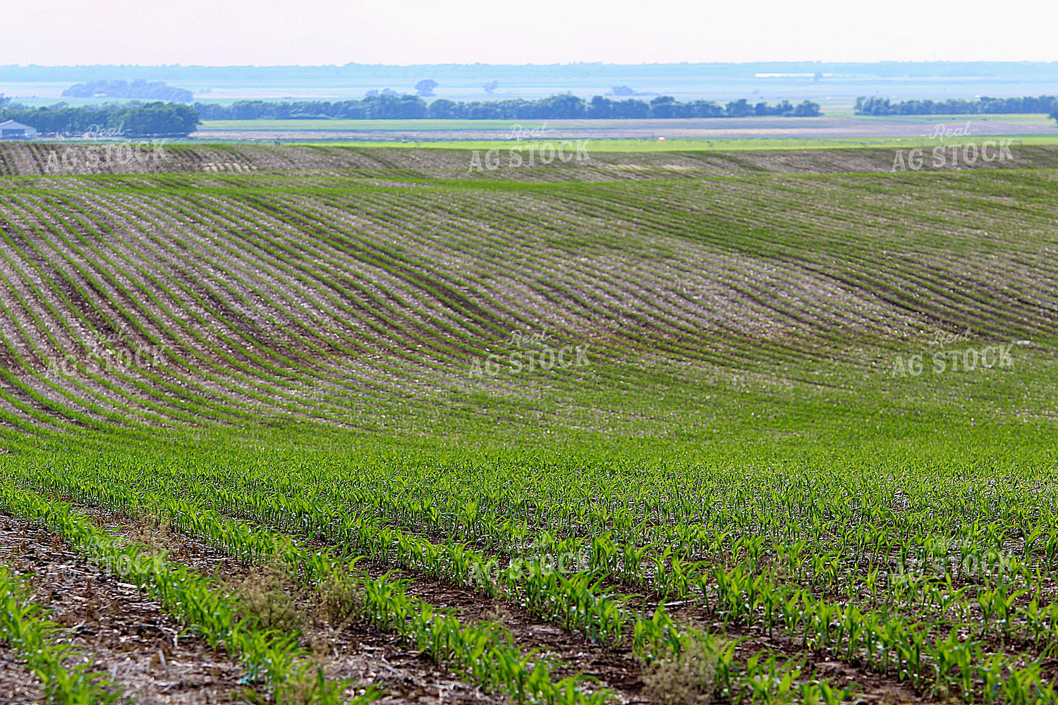 Early Growth Corn Field 141559