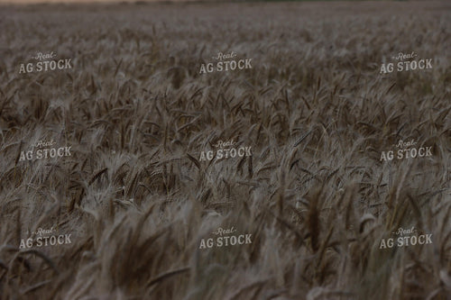 Dried Wheat Field 257010