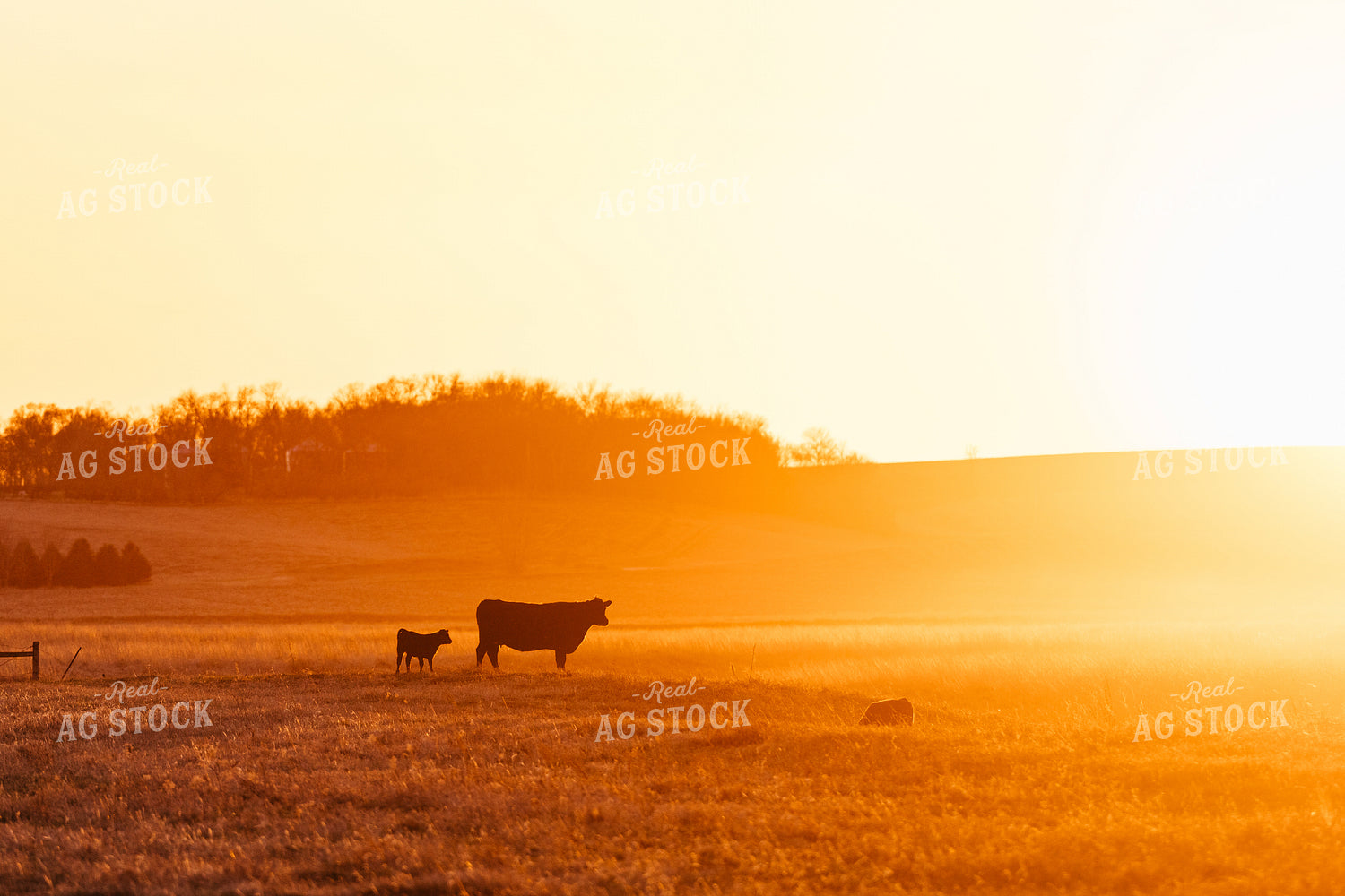 Cattle at Sunset 68331