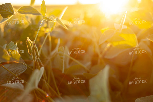 Soybeans - Mid-Season 1507