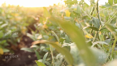 Soybean Video - Between the Rows II 2404