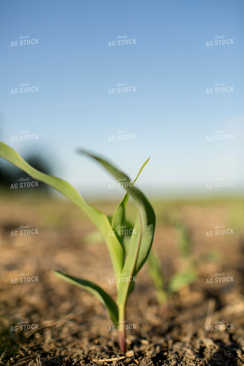 Corn - Early Growth 1107