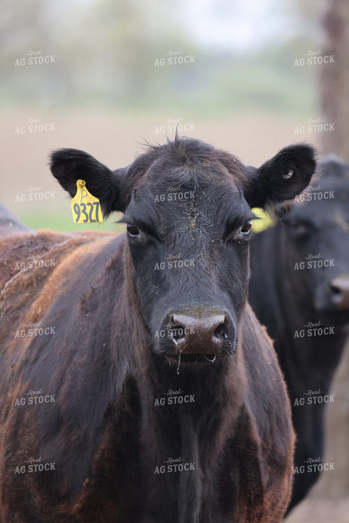 Cattle on Pasture 160303