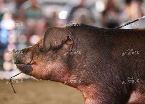 Showing Pigs 160097