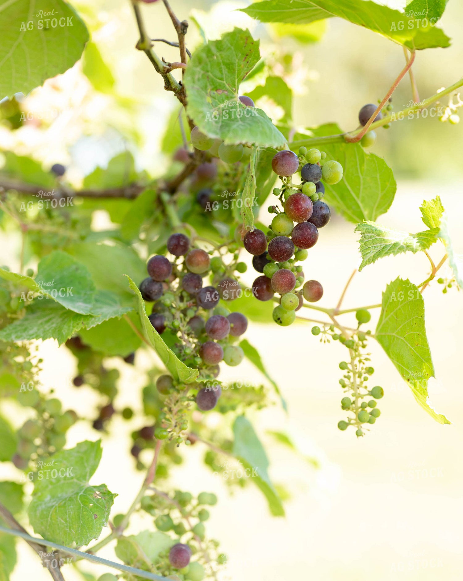 Grapes 185098
