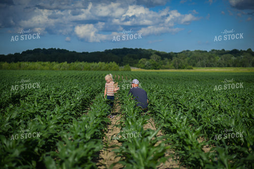 Tissue Sampling Corn 191140
