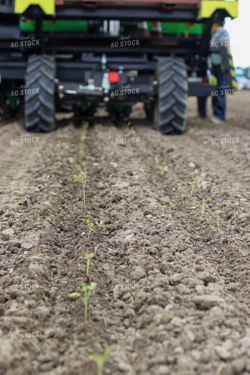 Planting Tomatoes in Field 109046