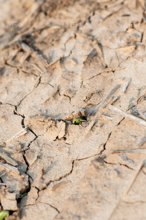 Emerging Soybeans 76687