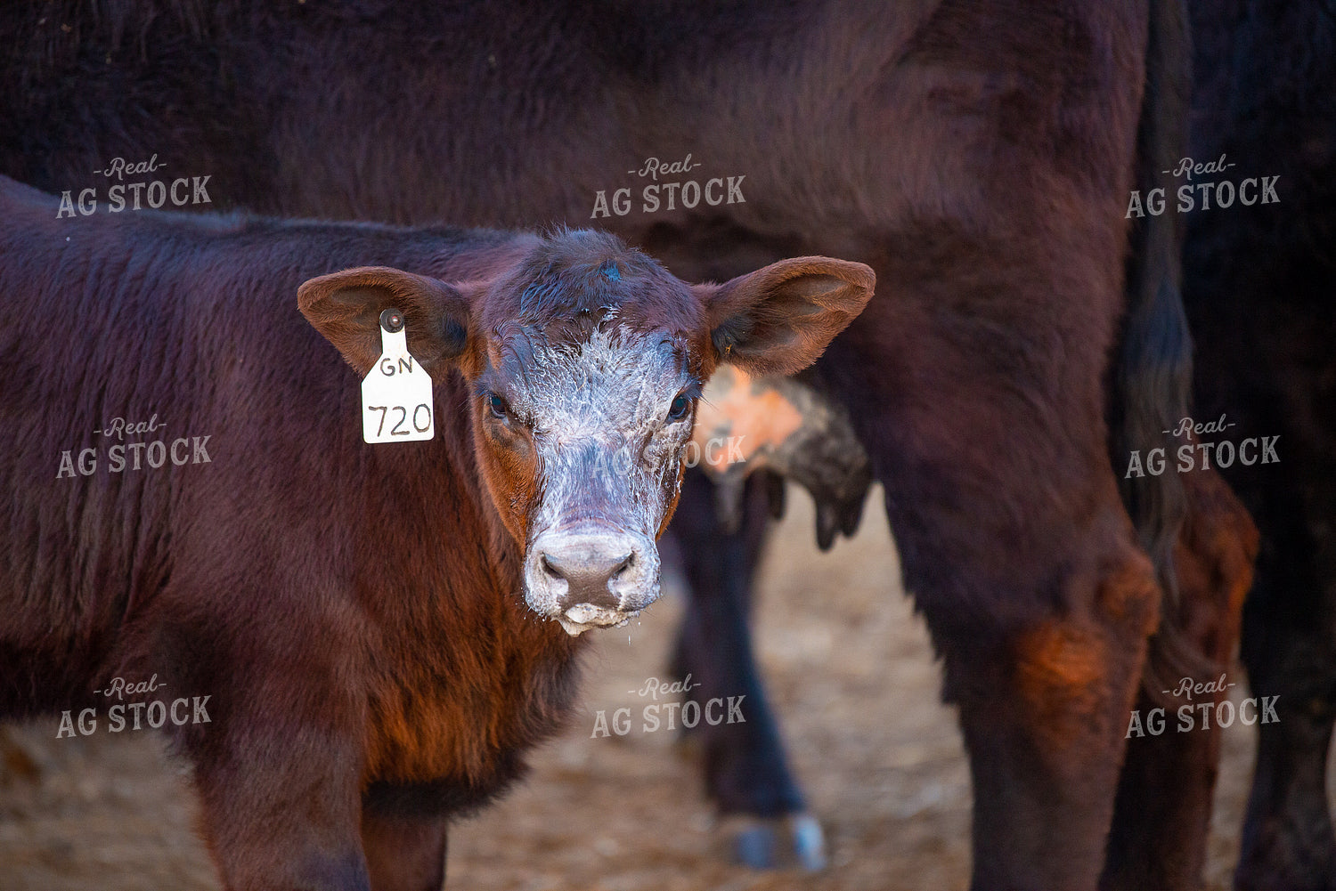 Calf with Milk on Face 299151