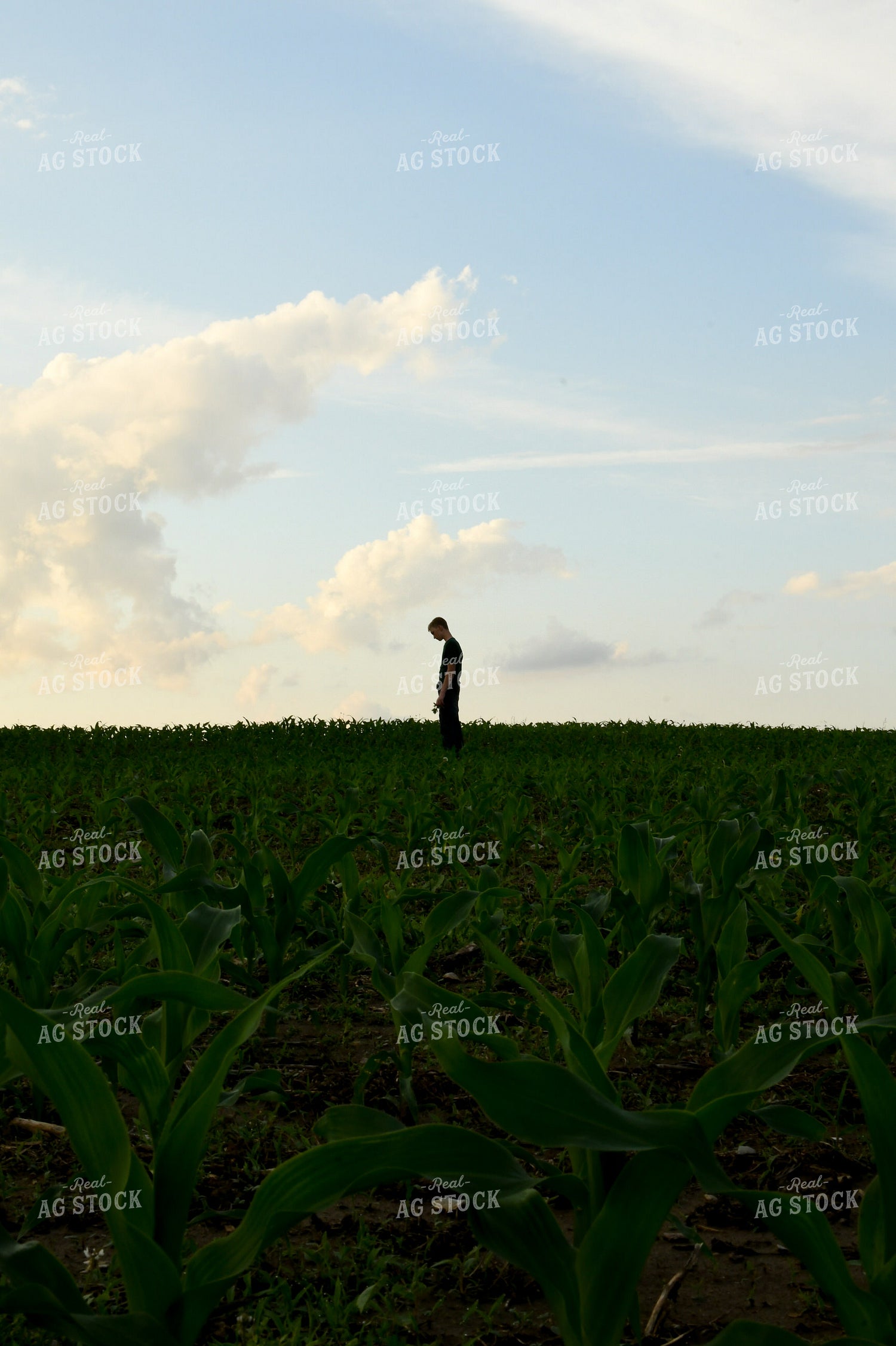 Farm Kid Scouting Corn 191176