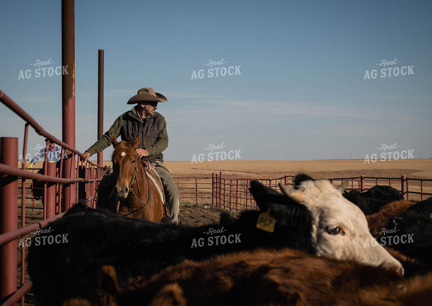 Rancher Working Cattle 219051