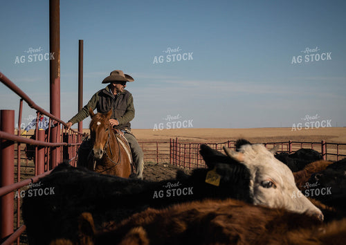 Rancher Working Cattle 219051