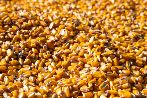 Harvested Corn 52645