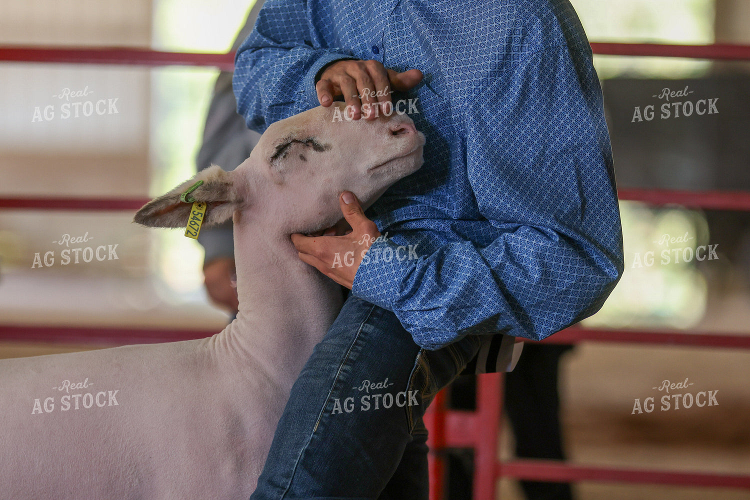 Sheep Show 160457