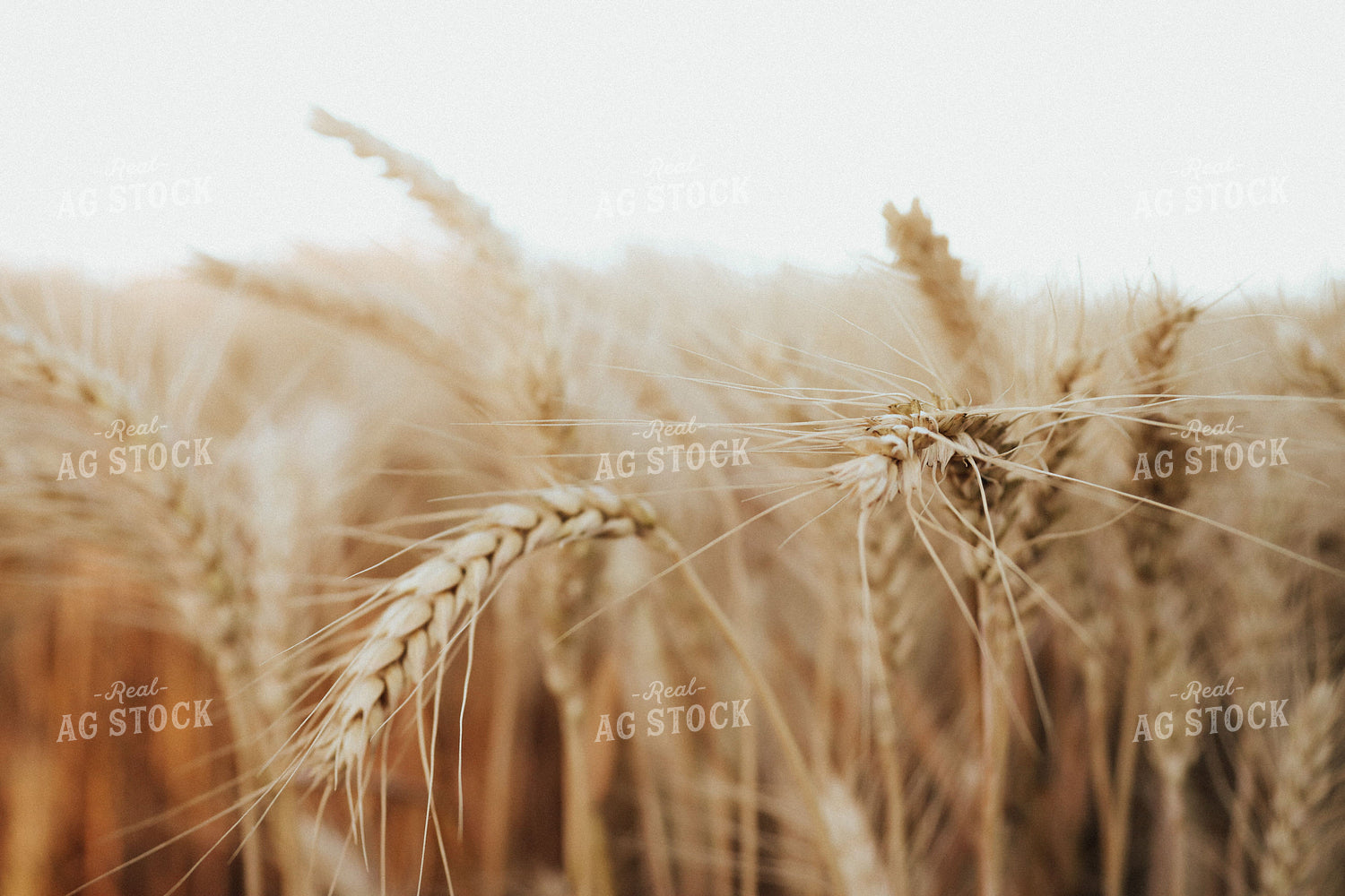 Wheat 83072