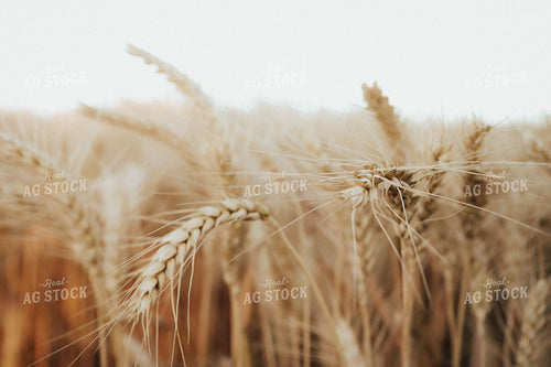 Wheat 83072