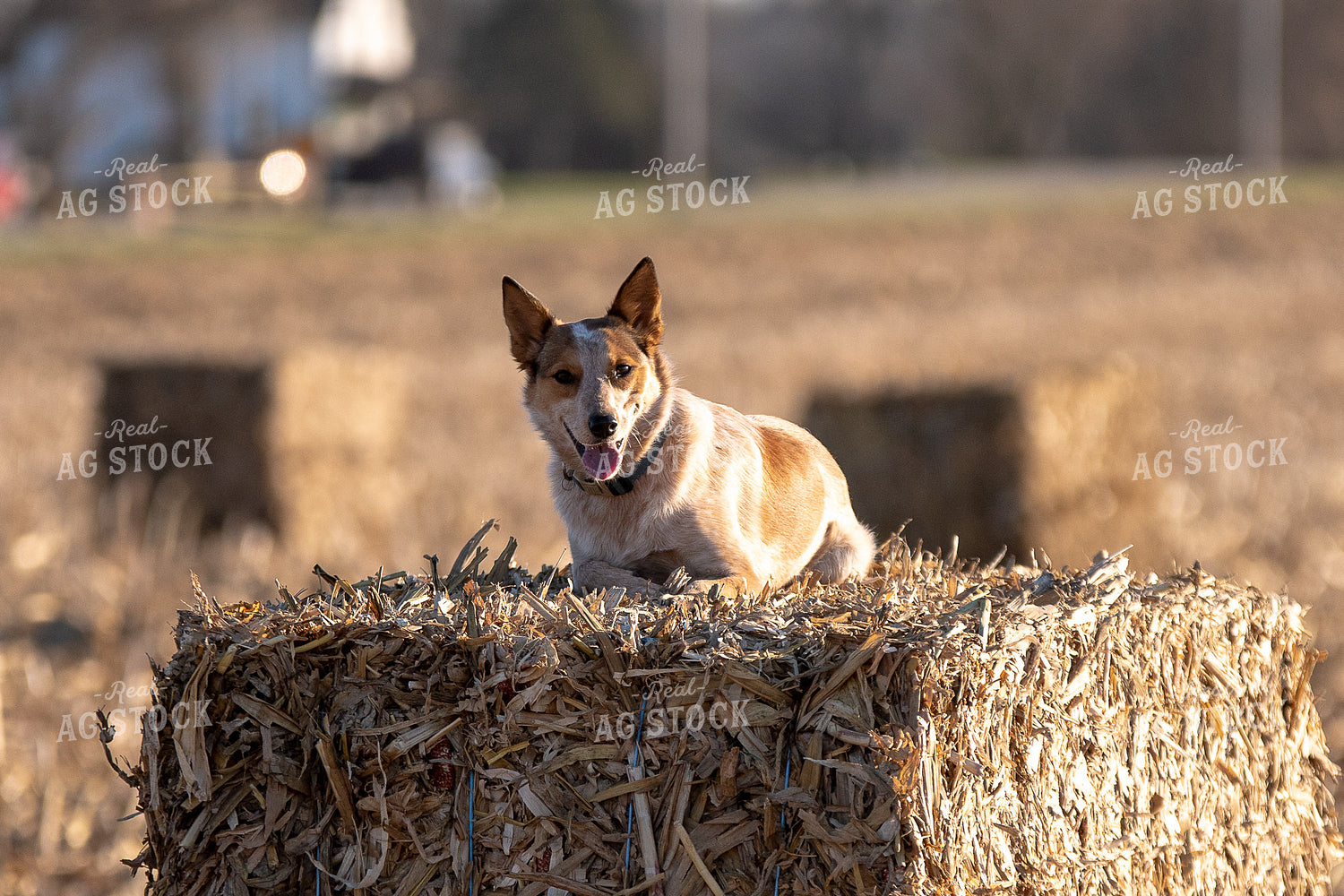 Farm Dog on Corn Bale 50452